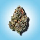 gelato THCA flower