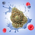 Blue Dream THCA Flower