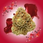 Carbon Fiber THCA Flower