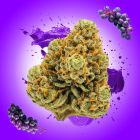 Grape Gas THCA Flower