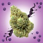 Gush Mintz THCA Flower