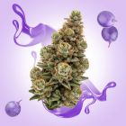 Purple Punch THCA Flower