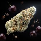 gary payton THCA flower