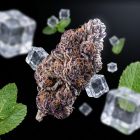 gelato THCA flower