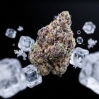 Hash Burger THCa Flower