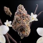 Ice Cream Cake THCA Flower