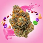 Zkittlez THCA Flower