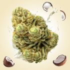 Zootopia THCA Flower