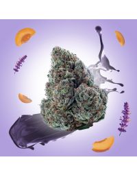 gary payton THCA flower