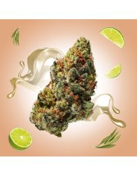 ghost train haze thca flower