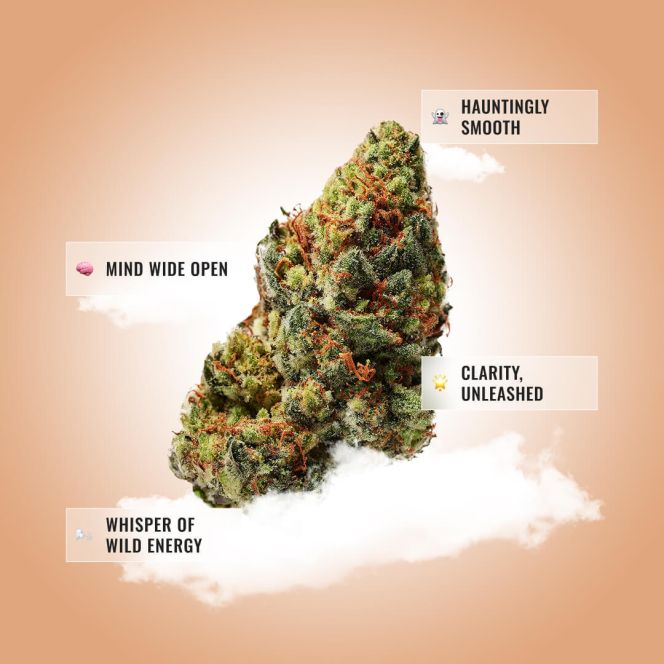 ghost train haze THCA flower