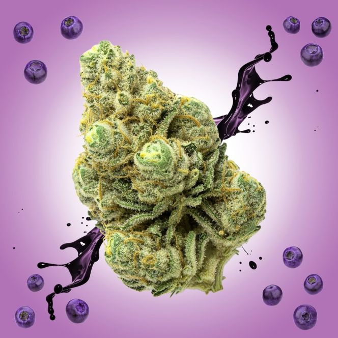 Gush Mintz THCA Flower