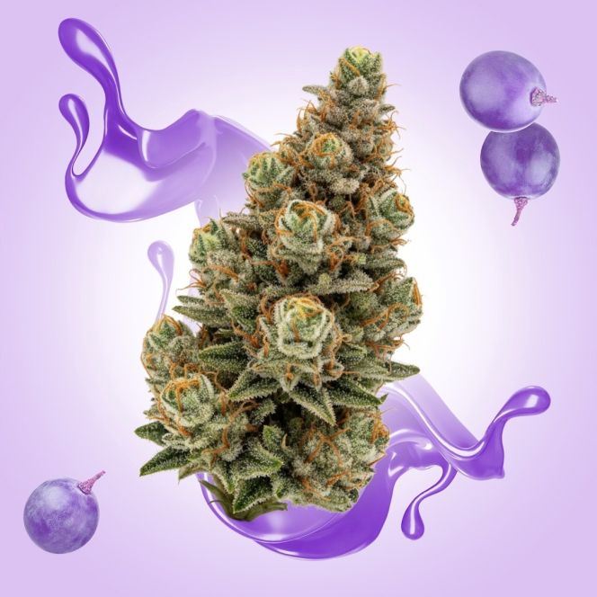 Purple Punch THCA Flower