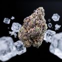 Hash Burger THCa Flower