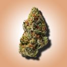 ghost train haze THCA flower